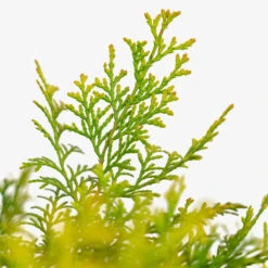 Night Light Hinoki Cypress -The Tree Center Store Night Light Hinoki Cypress 3G 02 copy 2 600x600 1