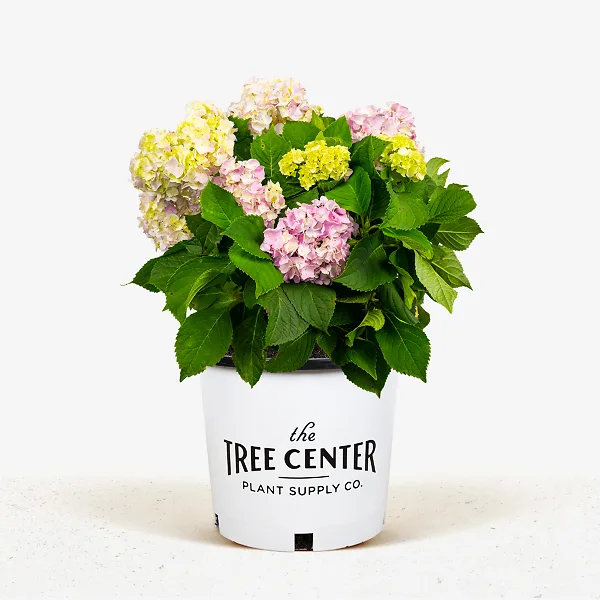 Nikko Blue Hydrangea 1 Nikko Blue Hydrangea