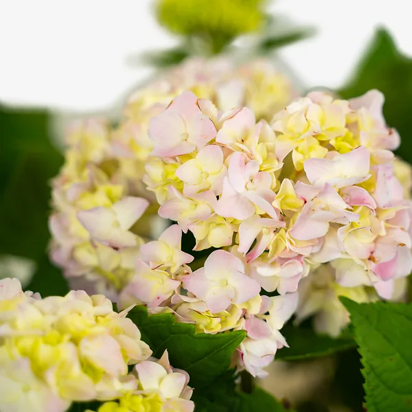 Nikko Blue Hydrangea 2 Nikko Blue Hydrangea - Image 2
