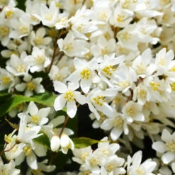 Nikko Deutzia -The Tree Center Store Nikko Deutzia 1 copy 600x600 1