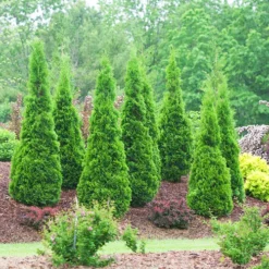 North Pole® Arborvitae -The Tree Center Store North Pole Arborvitae 1 copy jpg