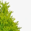 North Pole® Arborvitae
