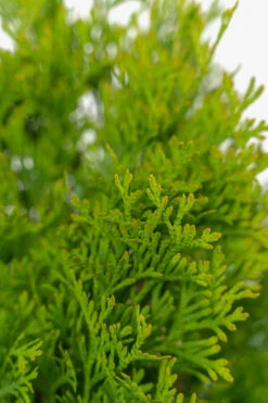 North Pole® Arborvitae -The Tree Center Store North Pole Arborvitae 3G 04 copy 600x900 1