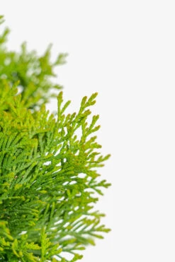 North Pole® Arborvitae -The Tree Center Store North Pole Arborvitae 3G 05 copy 600x900 1