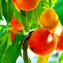 O'Henry Peach Tree