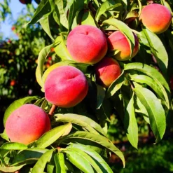 O'Henry Peach Tree -The Tree Center Store OHenry Peach Tree 3 jpg webp