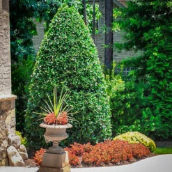 Oak Leaf Holly -The Tree Center Store Oak Leaf Holly 4 600x600 1