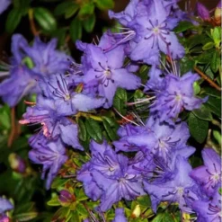 Ocean Lake Rhododendron