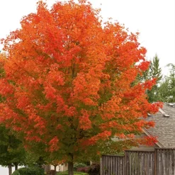 October Glory Maple -The Tree Center Store October Glory Maple 1 copy jpg