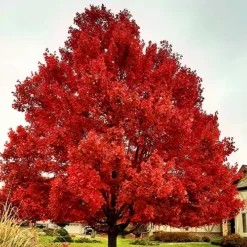 October Glory Maple -The Tree Center Store October Glory Maple 2 copy jpg