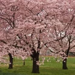 Okame Cherry Blossom Tree