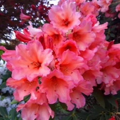Old Cooper Rhododendron