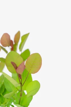 Old Fashioned Smoke Tree -The Tree Center Store Old Fashioned Smoke Tree 5G 05 copy 600x900 1