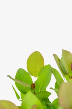 Old Fashioned Smoke Tree -The Tree Center Store Old Fashioned Smoke Tree 5G 06 copy 600x900 1