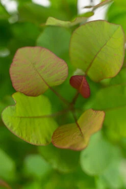 Old Fashioned Smoke Tree -The Tree Center Store Old Fashioned Smoke Tree 5G 08 copy 600x900 1
