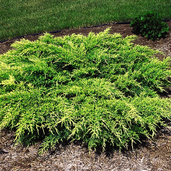 Old Gold Juniper 2 Old Gold Juniper - Image 2