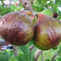 Olympian Fig Tree -The Tree Center Store Olympian Fig Tree 2 copy 600x600 1