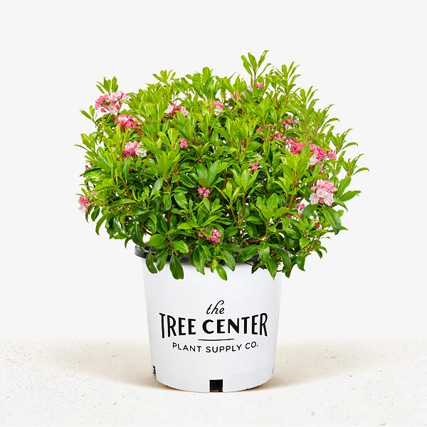 Olympic Fire Mountain Laurel 2 Olympic Fire Mountain Laurel - Image 2