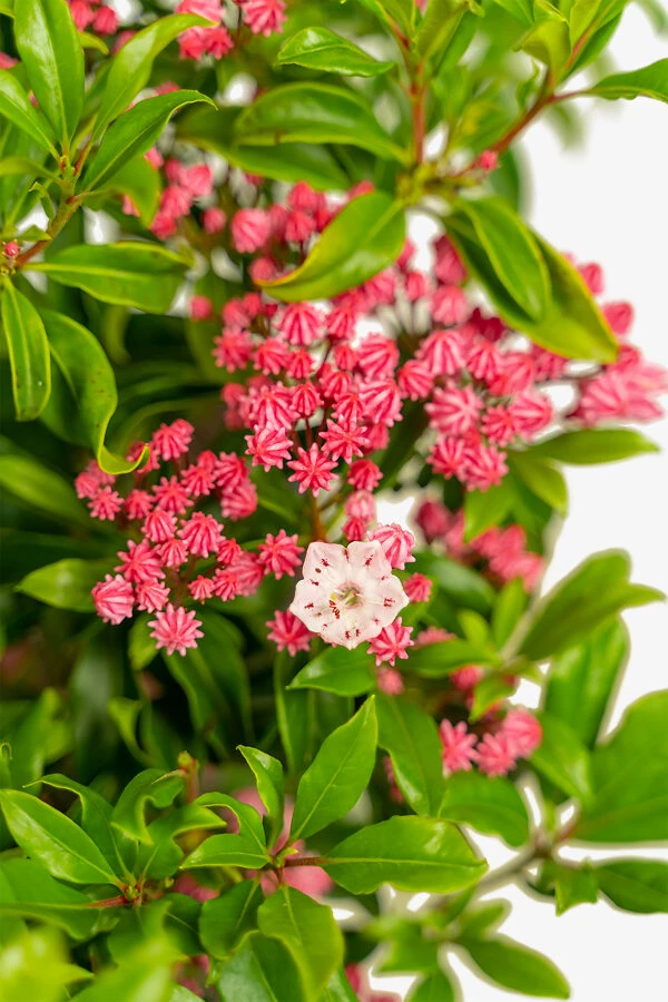 Olympic Fire Mountain Laurel 1 Olympic Fire Mountain Laurel