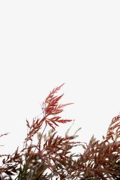 Orangeola Japanese Maple 8 Orangeola Japanese Maple -The Tree Center Store Orangeola Japanese Maple 5G 022 600x900 1