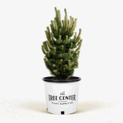Oregon Green Austrian Pine -The Tree Center Store Oregon Green Austrian Pine 5G 1 2 600x600 1