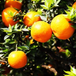 Orlando Tangelo -The Tree Center Store Orlando Tangelo 1 copy 600x600 1