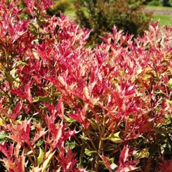 Party Lights™ Osmanthus -The Tree Center Store Osmanthus Party Light 3 copy jpg