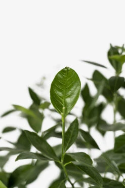 Owari Satsuma Mandarin -The Tree Center Store Owari Satsuma 02 600x900 1