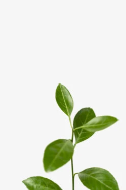 Owari Satsuma Mandarin -The Tree Center Store Owari Satsuma 03 600x900 1