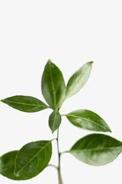 Owari Satsuma Mandarin -The Tree Center Store Owari Satsuma 06 600x900 1