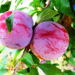 Ozark Premier Plum Tree