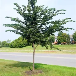 Prairie Expedition® Elm Tree