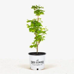 Pacific Fire Vine Maple -The Tree Center Store Pacific Fire Vine Maple 3G 01 1 600x600 1