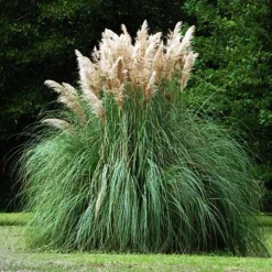 Pampas Grass -The Tree Center Store Pampas Grass 1 copy 1 jpg