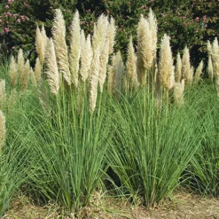 Pampas Grass
