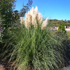 Pampas Grass -The Tree Center Store Pampas Grass 4 copy jpg