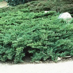 Parson's Juniper -The Tree Center Store Parsons Juniper 1 copy jpg