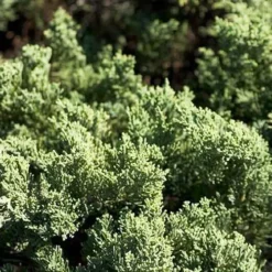 Parson's Juniper -The Tree Center Store Parsons Juniper 4 copy jpg webp