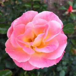 Peach Drift® Rose - Tree Form 7 Peach Drift® Rose - Tree Form -The Tree Center Store Peach Drift Rose Tree Form 1.1 copy 600x600 1