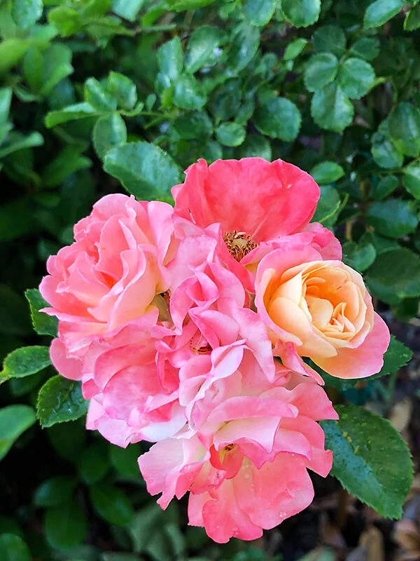 Peach Drift® Rose - Tree Form 1 Peach Drift® Rose - Tree Form