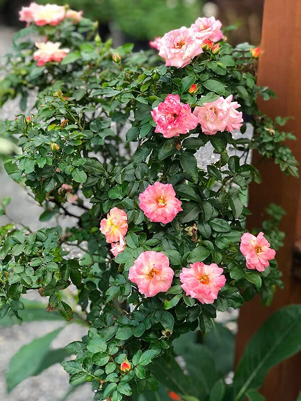 Peach Drift® Rose - Tree Form 2 Peach Drift® Rose - Tree Form - Image 2