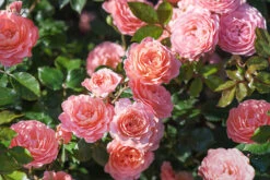 Peach Drift® Rose - Tree Form 6 Peach Drift® Rose - Tree Form -The Tree Center Store Peach Drift Rose Tree Form 4 copy 600x400 1