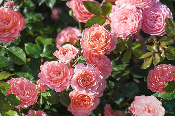 Peach Drift® Rose - Tree Form 3 Peach Drift® Rose - Tree Form - Image 3
