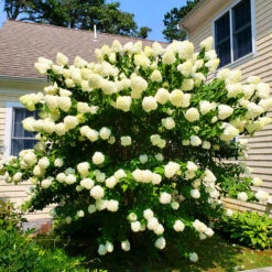Pee Wee Oakleaf Hydrangea -The Tree Center Store Pee Wee Hydrangea 1 600x600 1