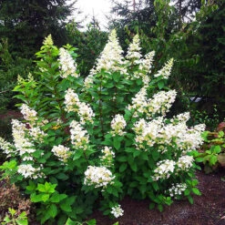 Pee Wee Oakleaf Hydrangea