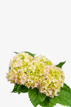 Penny Mac Hydrangea 7 Penny Mac Hydrangea -The Tree Center Store Penny Mac Hydrangea 3G 02 copy 600x900 1