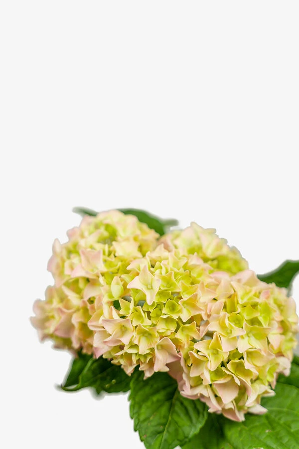 Penny Mac Hydrangea 1 Penny Mac Hydrangea