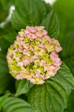 Penny Mac Hydrangea 6 Penny Mac Hydrangea -The Tree Center Store Penny Mac Hydrangea 3G 05 copy 600x900 1