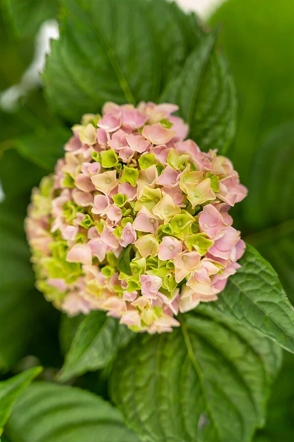 Penny Mac Hydrangea 3 Penny Mac Hydrangea - Image 3