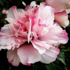 Peppermint Smoothie™ Hardy Hibiscus